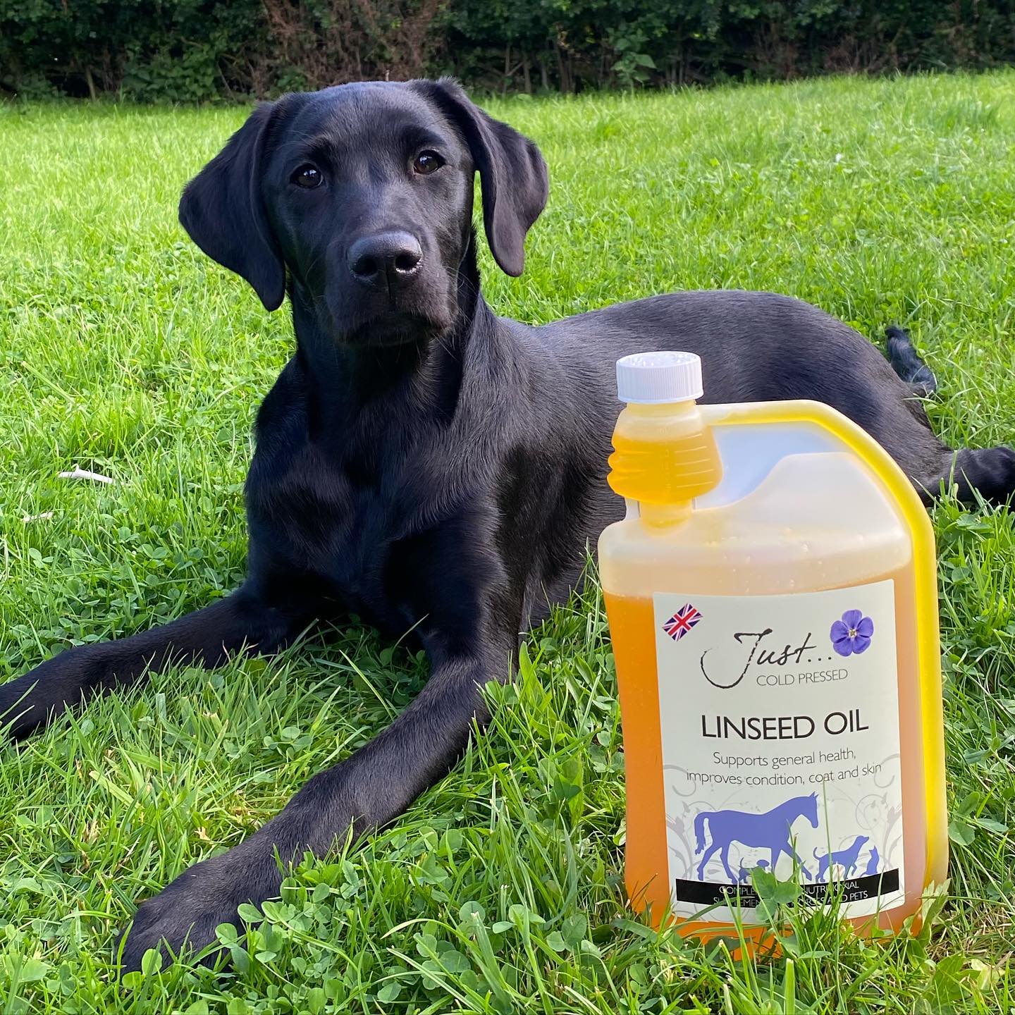 Linseed Oil - Natural Pet Supplement - British Cold Pressed Extra Virgin Linseed (Flaxseed) Oil, 1 Litre